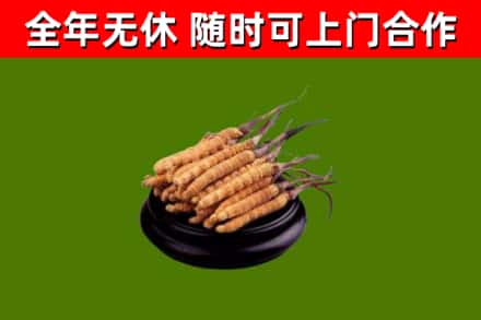 武威回收冬虫夏草